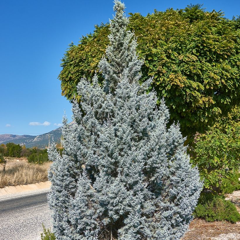 Juniperus scopulorum Moonglow (Wuchs)