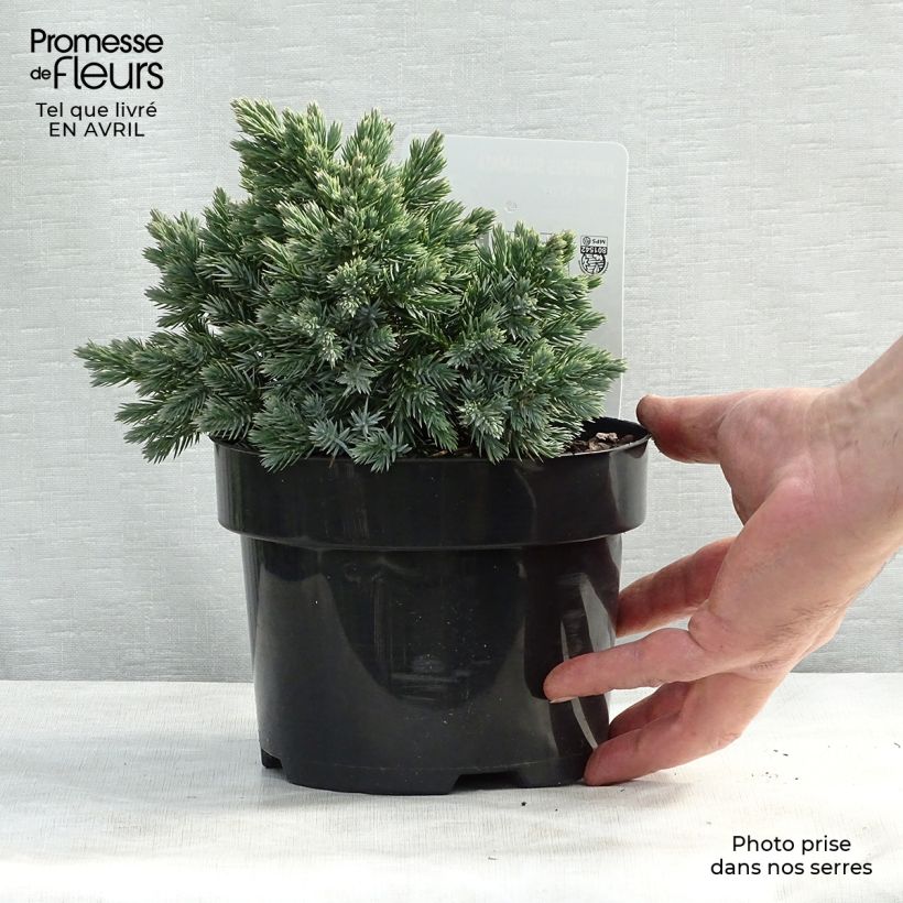 Example of Juniperus squamata Blue Star Topf mit 2L/3L as you get in printemps