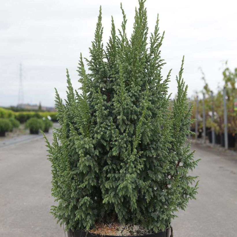 Juniperus squamata Loderi (Wuchs)