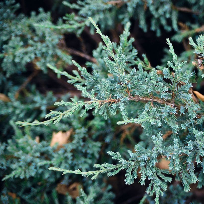 Juniperus squamata Blue Carpet (Laub)