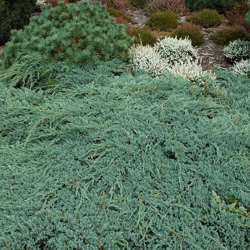 Juniperus squamata Blue Carpet (Wuchs)