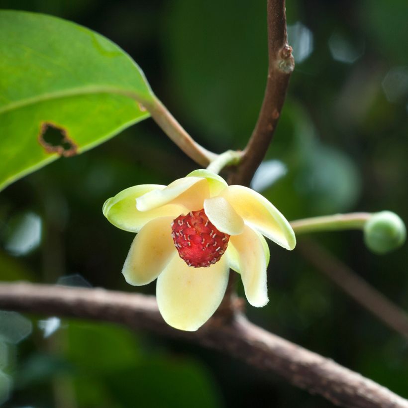Kadsura japonica - Kugelfaden (Flowering)