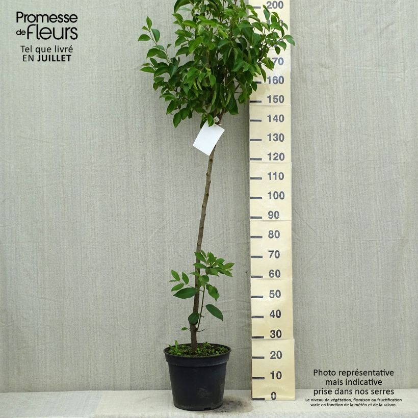 Exemplar von Kaki-Pflaume Muscat - Diospyros kaki Topf mit 12L/15L, Halbstamm wie im Sommer geliefert