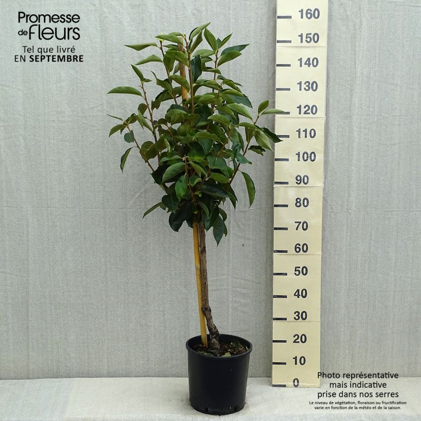 Exemplar von Kaki-Pflaume Fuyu - Diospyros kaki Topf mit 7,5L/10L, Gobelet-Form wie im Sommer geliefert