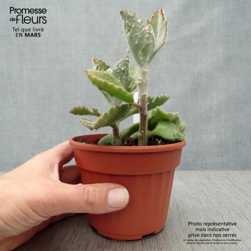 Example of Kalanchoe beharensis subnuda Topf 12 cm / 13 cm as you get in printemps