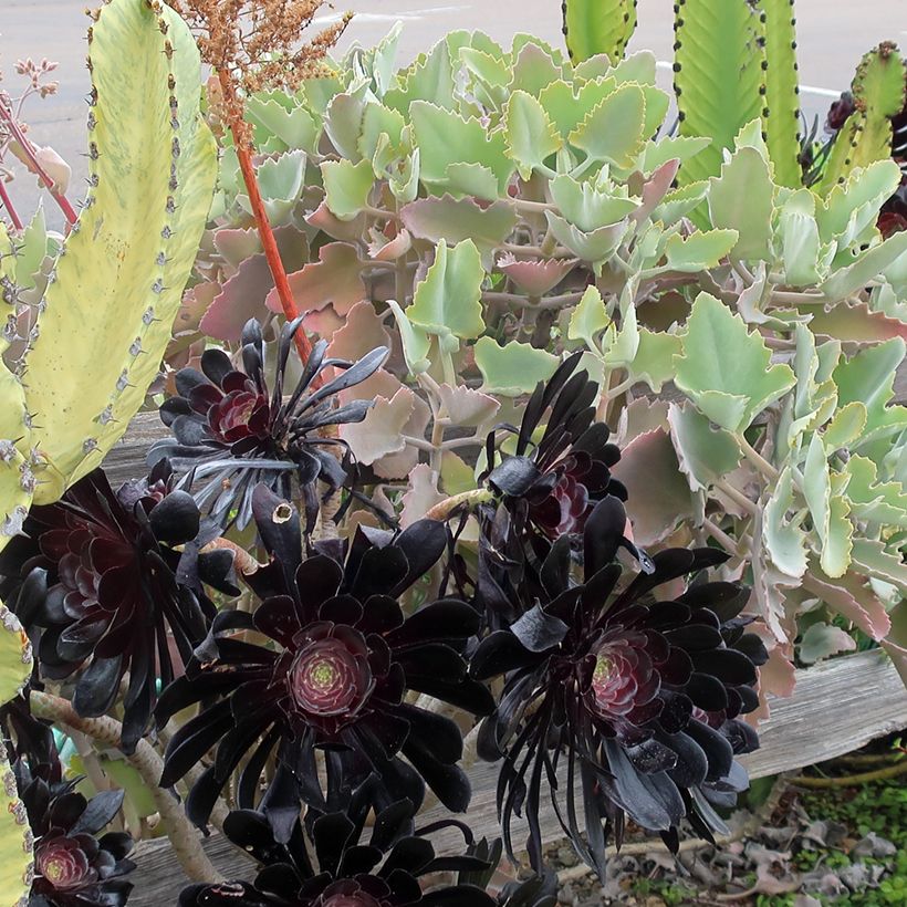 Kalanchoe beharensis Oak Leaf - Elefantenohr-Kalanchoe (Wuchs)