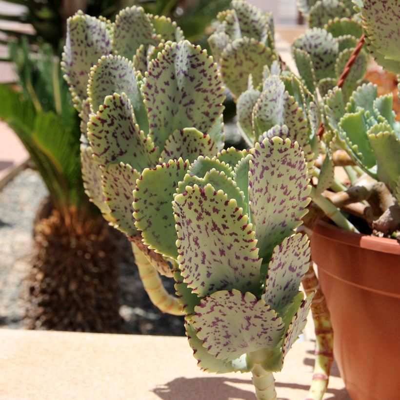 Kalanchoe marmorata (Foliage)