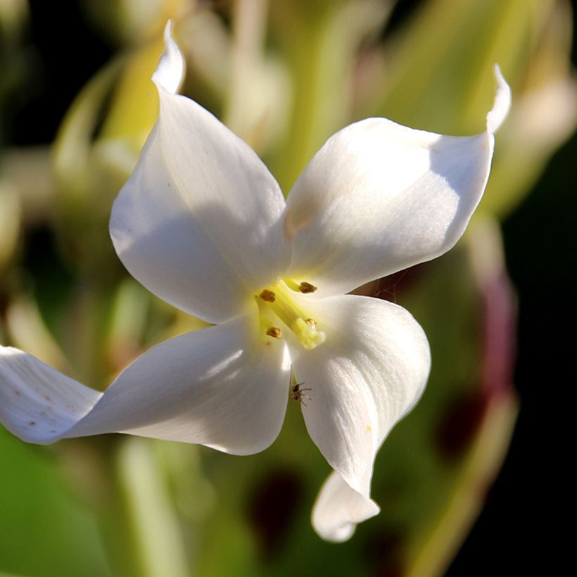 Kalanchoe marmorata (Flowering)