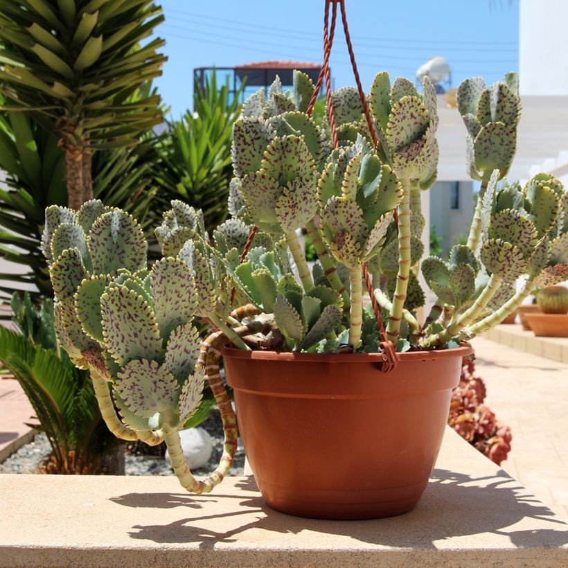 Kalanchoe marmorata (Plant habit)