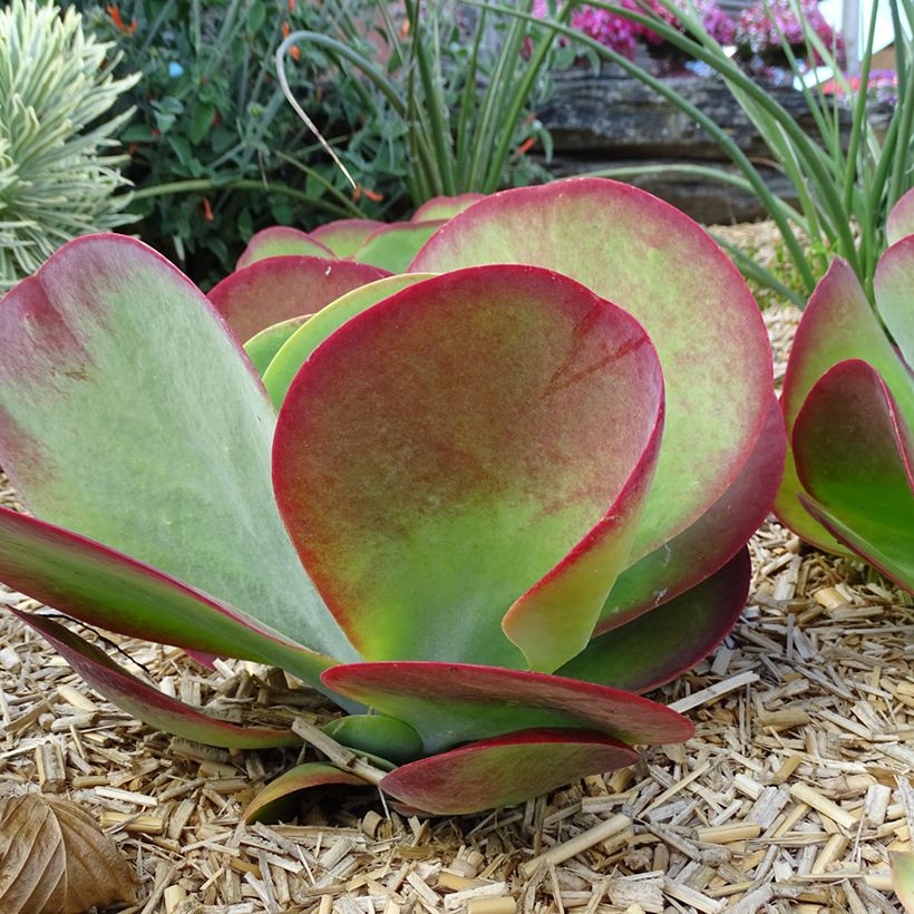 Kalanchoe thyrsiflora Bronze Sculpture - Wüstenkohl (Plant habit)