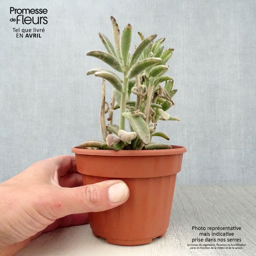 Example of Kalanchoe tomentosa - Panda-Pflanze Topf 12 cm / 13 cm as you get in printemps