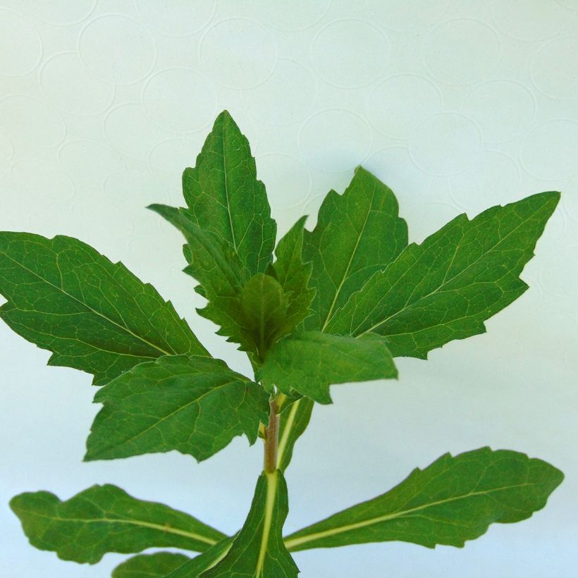 Schönaster Madiva - Kalimeris incisa (Foliage)