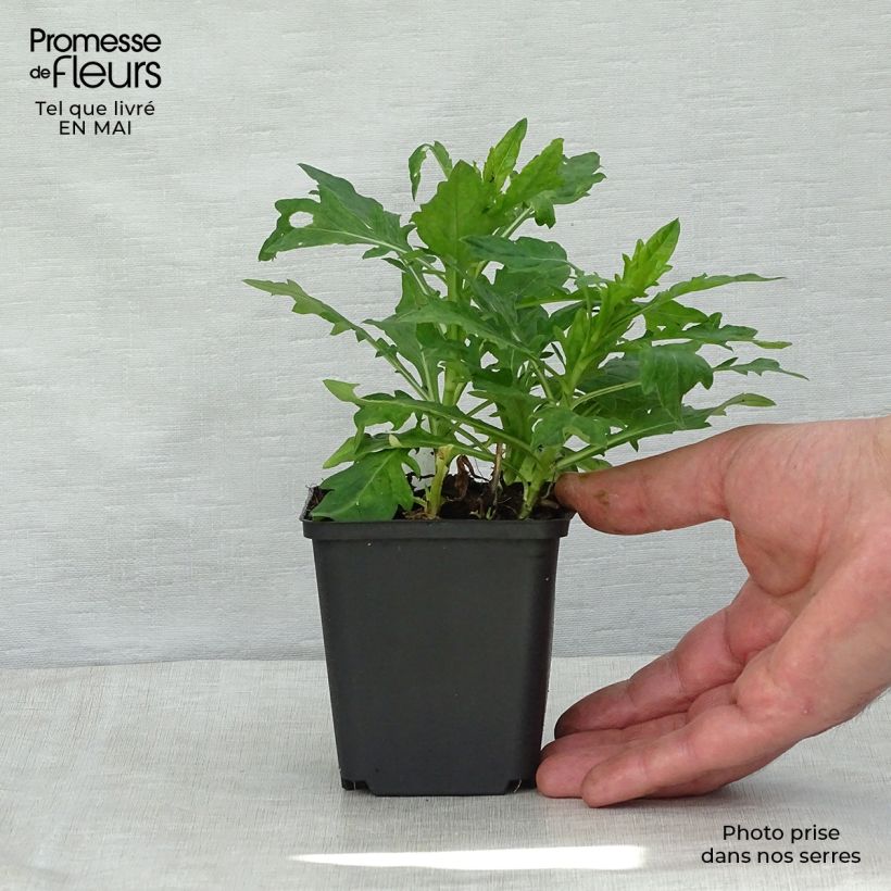 Example of Schönaster Madiva - Kalimeris incisa Kleine Töpfe von 8/9 cm as you get in printemps