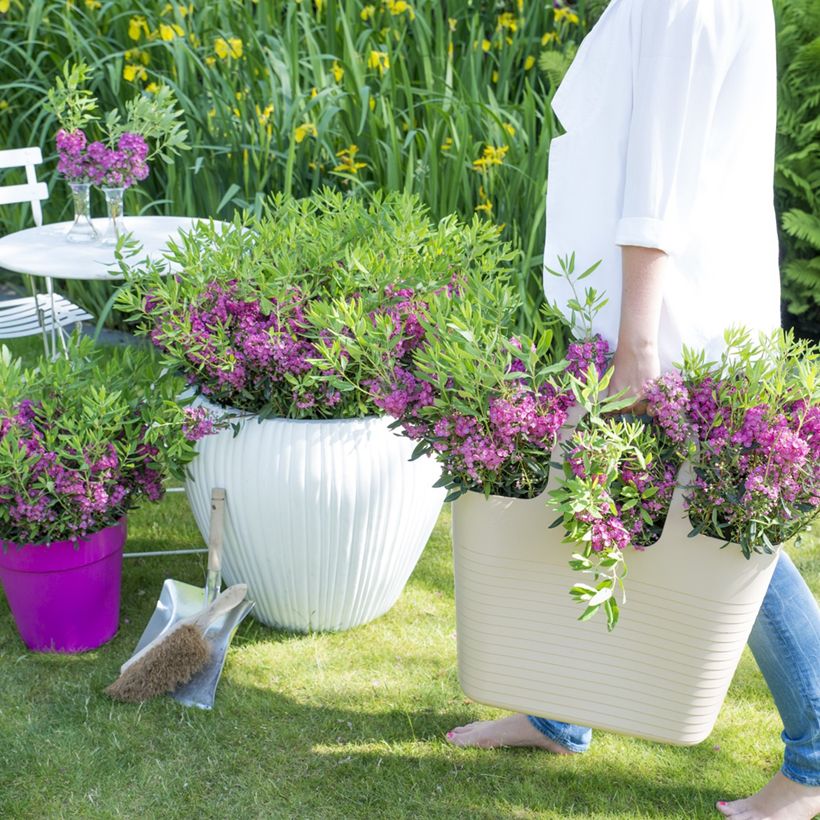 Kalmia angustifolia Rubra - Schmalblättrige Lorbeerrose (Wuchs)