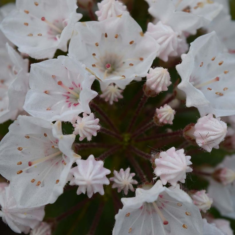 Lorbeerrose Elf - Kalmia latifolia (Flowering)