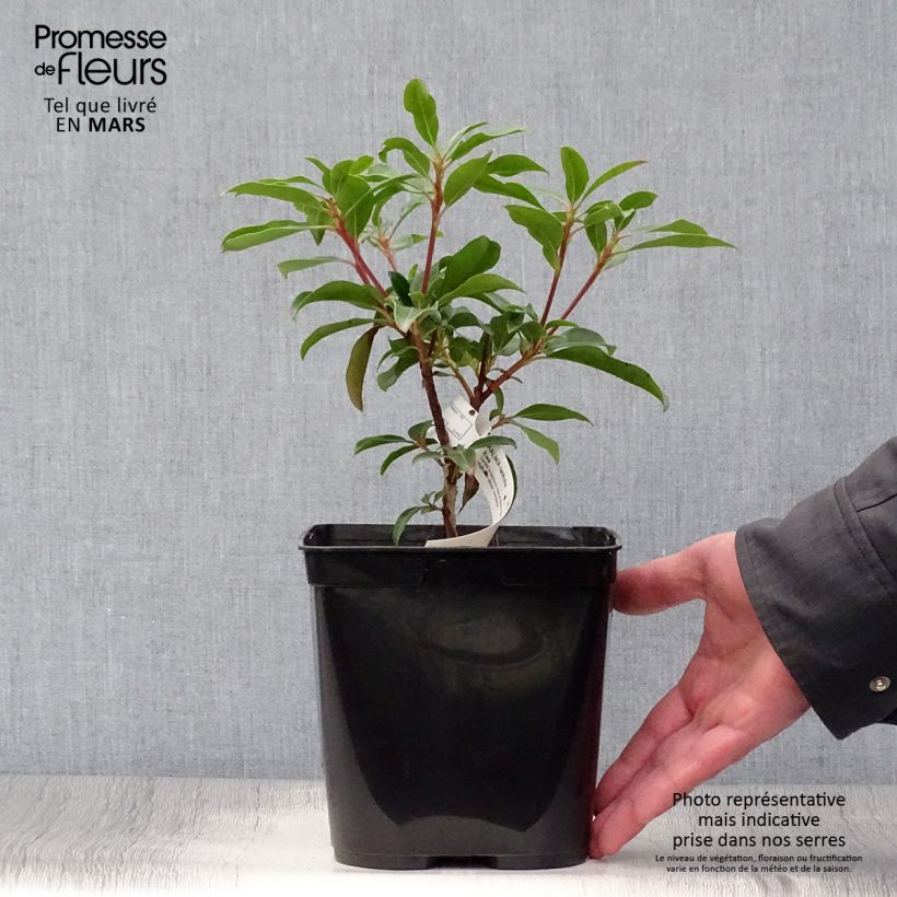 Example of Lorbeerrose Ewa - Kalmia latifolia Topf mit 3L/4L as you get in printemps