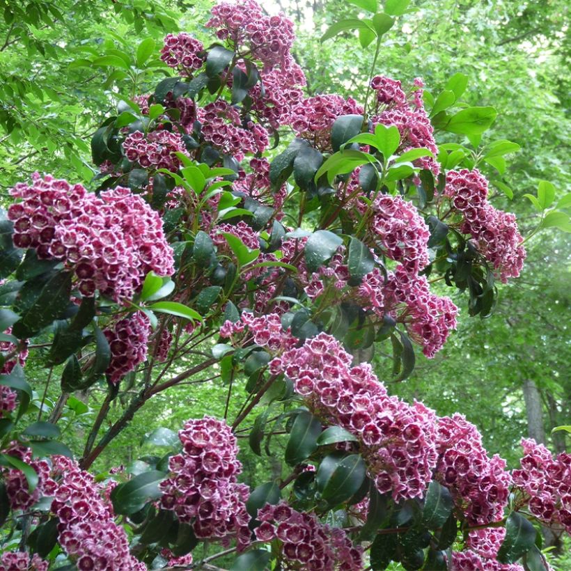 Lorbeerrose Keepsake - Kalmia latifolia (Wuchs)