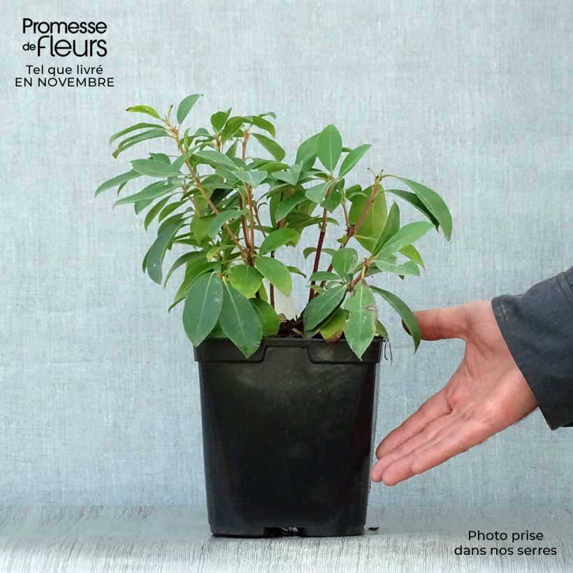 Exemplar von Lorbeerrose Latchmin - Kalmia latifolia Topf mit 4L/5L wie im Herbst geliefert