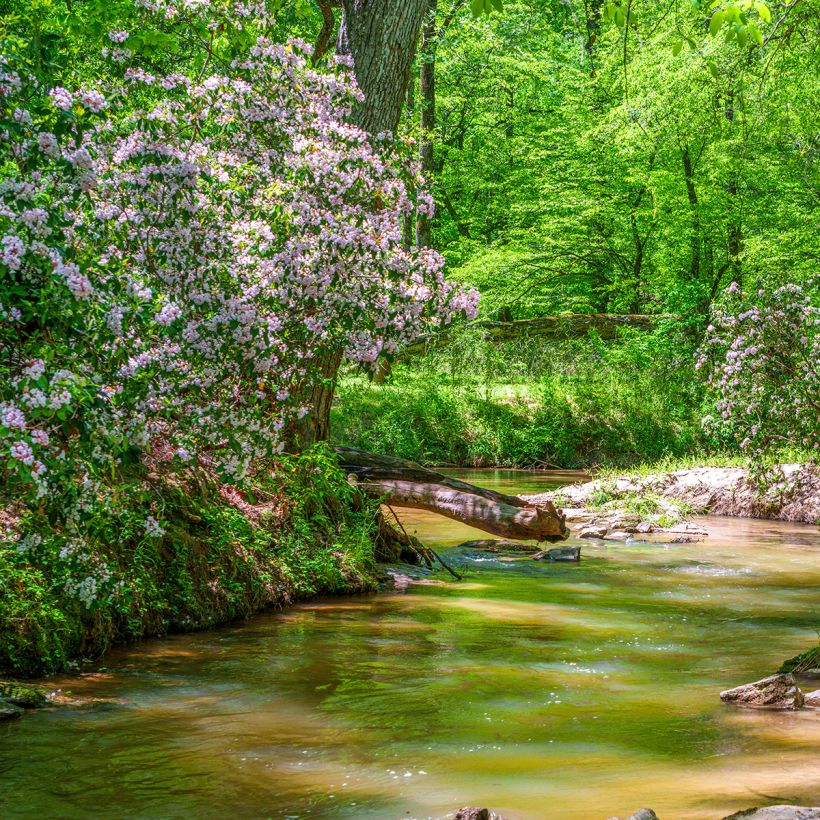 Lorbeerrose - Kalmia latifolia (Wuchs)