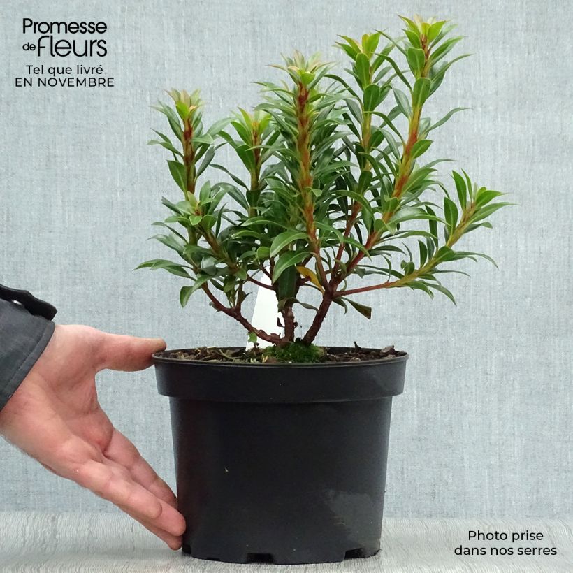 Exemplar von Lorbeerrose Minuet - Kalmia latifolia Topf mit 2L/3L wie im Herbst geliefert