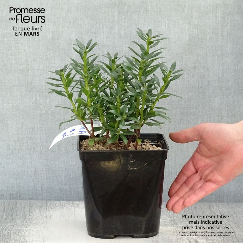 Example of Lorbeerrose Minuet - Kalmia latifolia Topf mit 2L/3L as you get in printemps