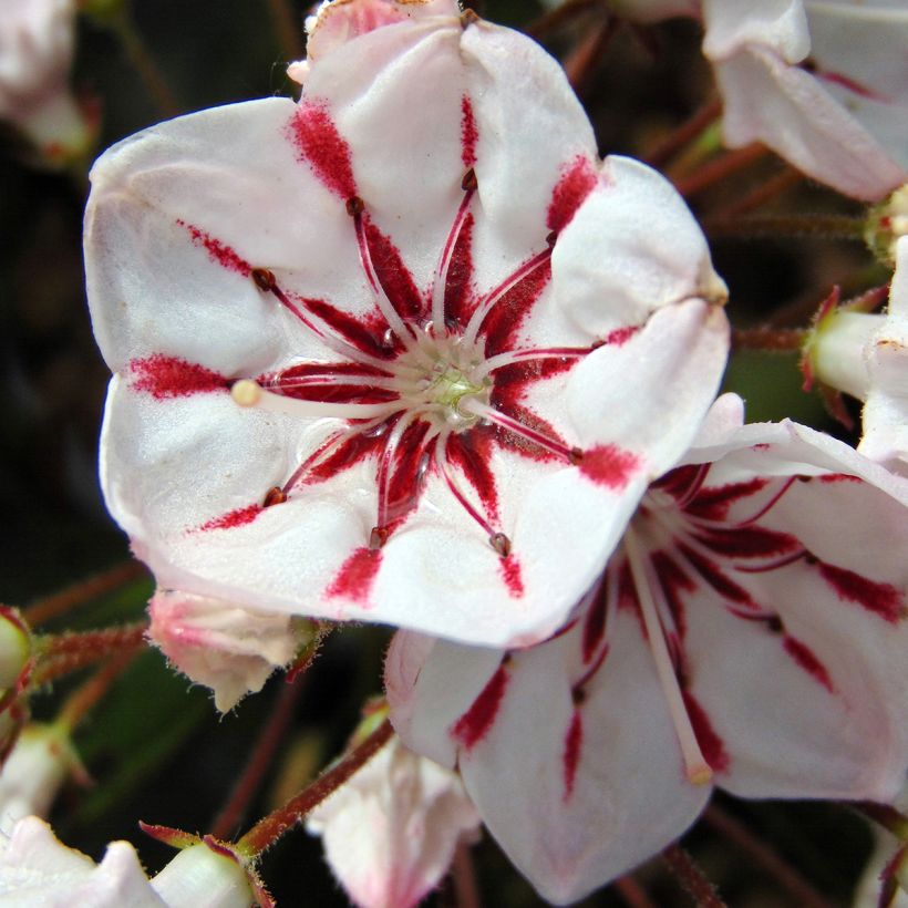 Lorbeerrose You Can - Kalmia latifolia (Flowering)