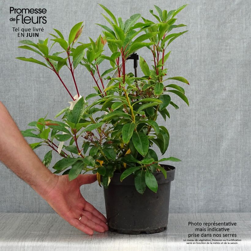 Exemplar von Lorbeerrose Peppermint - Kalmia latifolia Topf mit 3L/4L wie im Sommer geliefert