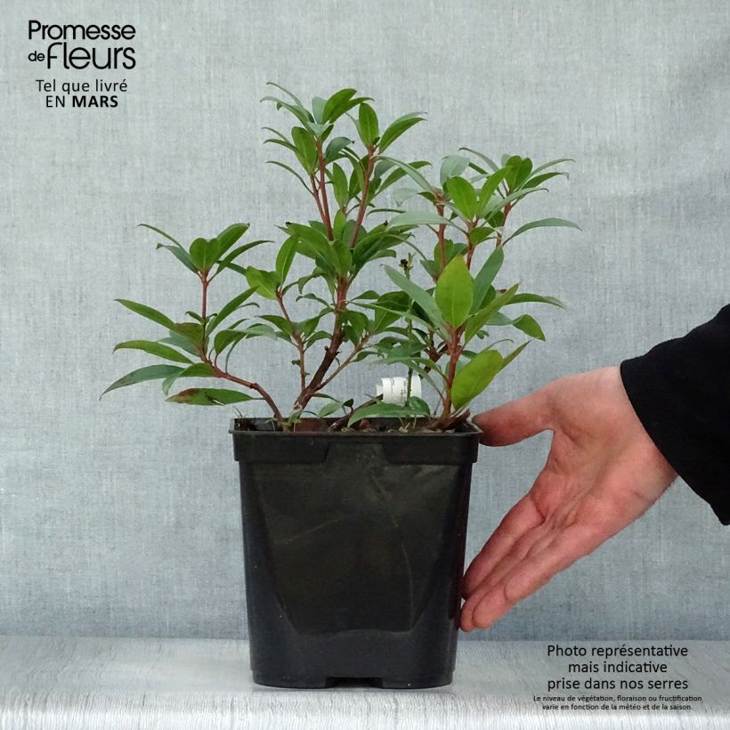 Example of Lorbeerrose Pinkobello - Kalmia latifolia Topf mit 3L/4L as you get in printemps