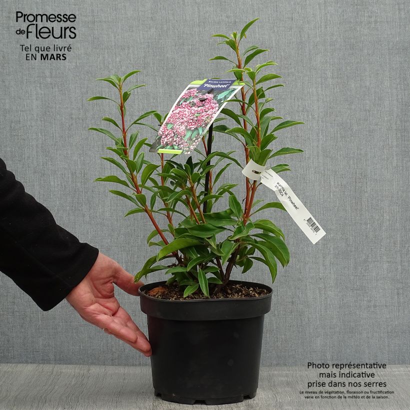 Example of Lorbeerrose Pinwheel - Kalmia latifolia Topf mit 3L/4L as you get in printemps
