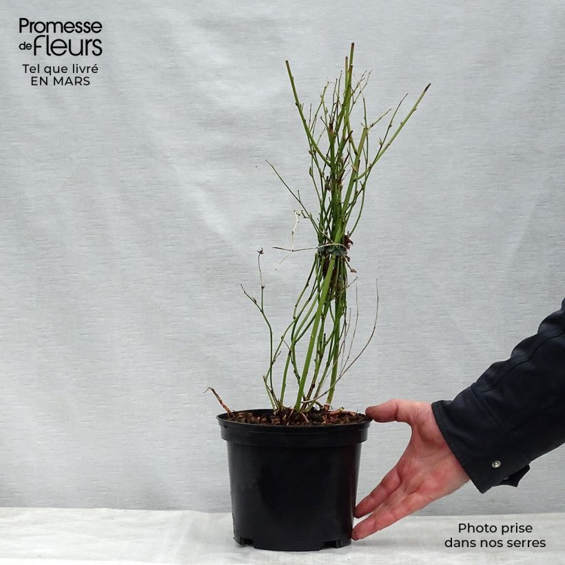 Example of Goldröschen Golden Guinea - Kerria japonica Topf mit 2L/3L as you get in printemps