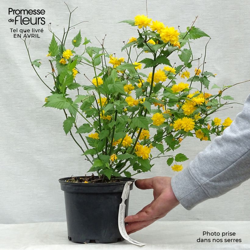 Example of Goldröschen Pleniflora - Kerria japonica Topf mit 2L/3L as you get in printemps