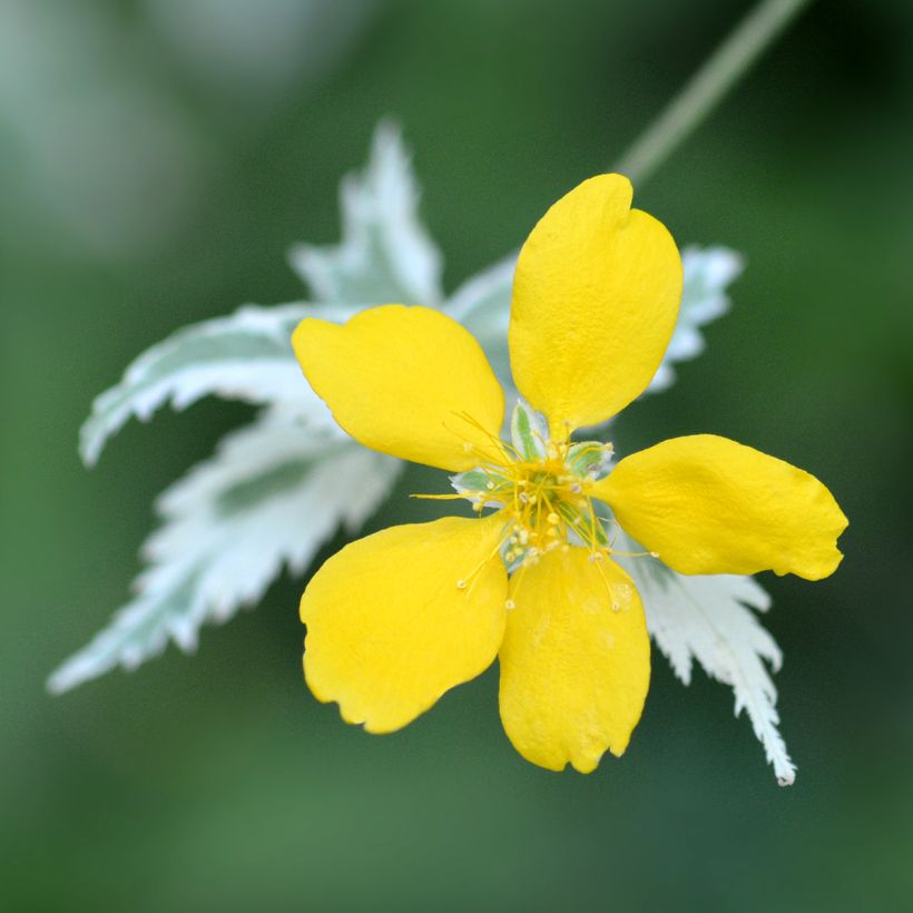 Goldröschen Picta - Kerria japonica (Flowering)