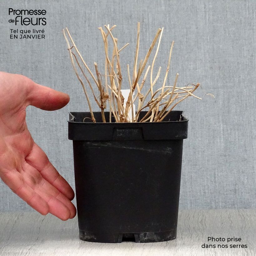 Exemplar von Kirengeshoma palmata - Wachsglocke Topf mit 2L/3L wie im Winter geliefert