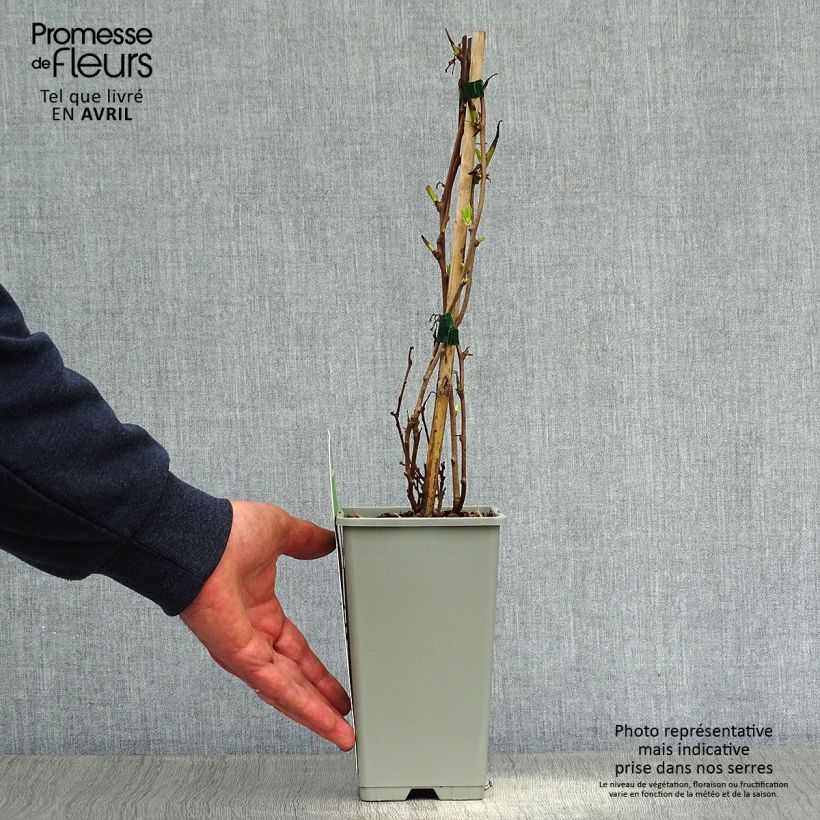 Exemplar von Actinidia arguta Ambrosia (Weiblich) - Zwerg Kiwi Topf mit 1,5L/2L wie im Frühjahr geliefert