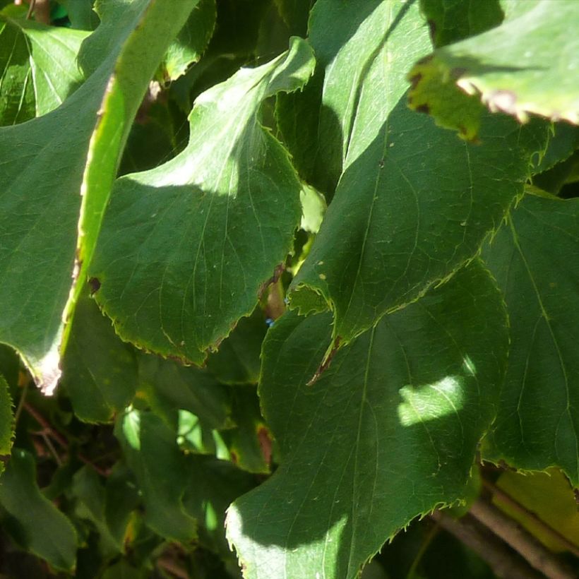 Actinidia arguta Red Jumbo - Zwerg Kiwi (Foliage)