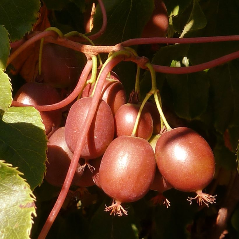 Actinidia arguta Red Jumbo - Zwerg Kiwi (Harvest)