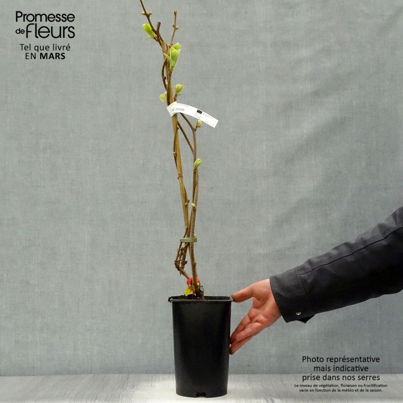 Example of Actinidia deliciosa Kiwidoo (Weiblich) - Chinesischer Strahlengriffel Topf mit 2L/3L as you get in printemps