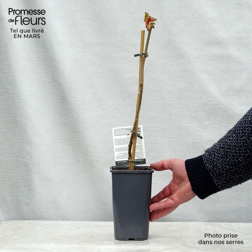 Exemplar von Actinidia deliciosa Hayward Bio - Chinesischer Strahlengriffel Topf mit 1,5L/2L wie im Frühjahr geliefert