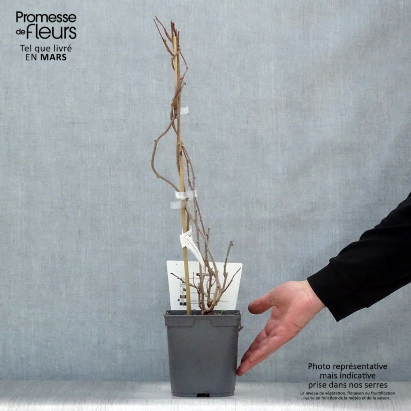 Example of Actinidia arguta Red Jumbo - Zwerg Kiwi Topf mit 1,5L/2L as you get in printemps