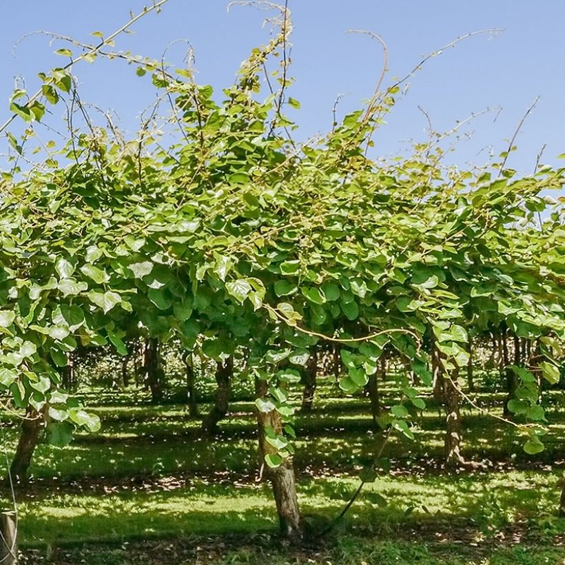 Actinidia deliciosa Montcap - Chinesischer Strahlengriffel (Wuchs)