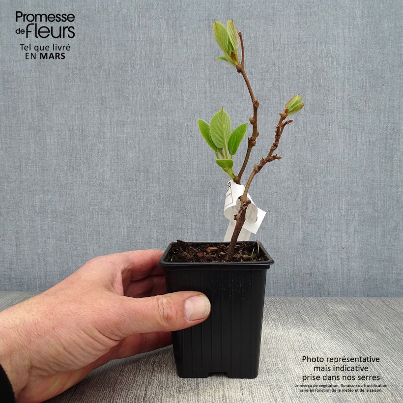 Example of Actinidia chinensis Solissimo - Chinesischer Strahlengriffel Kleine Töpfe von 8/9 cm as you get in printemps
