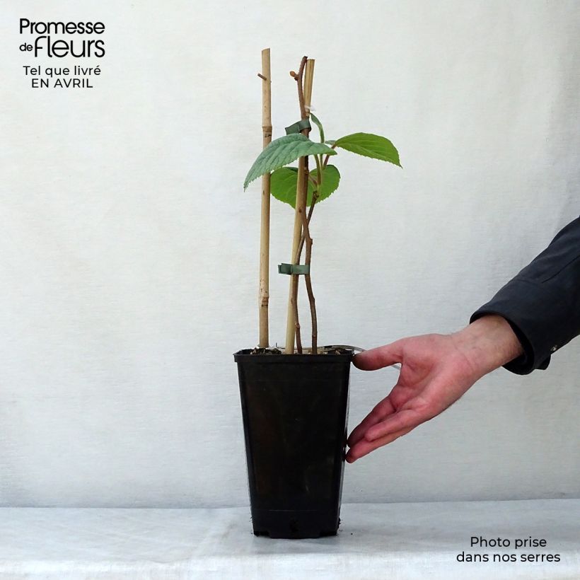 Example of Actinidia chinensis Solissimo - Chinesischer Strahlengriffel Topf mit 1L/1,5L as you get in printemps
