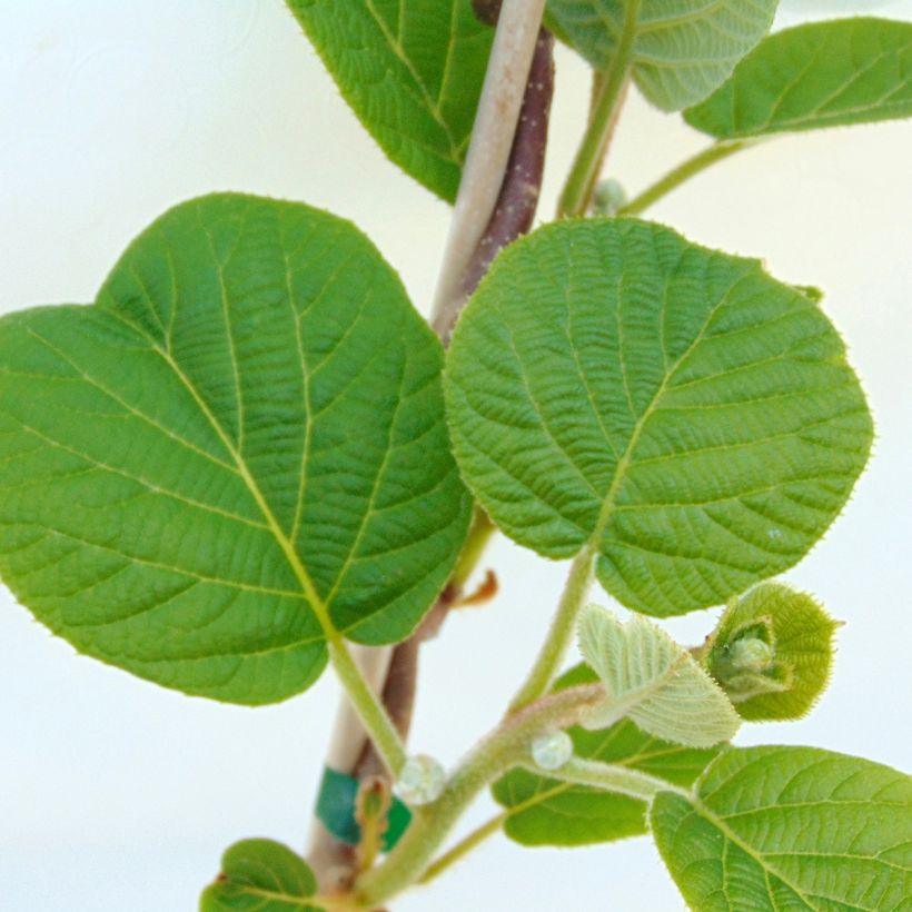 Actinidia chinensis Solissimo Bio - Chinesischer Strahlengriffel (Foliage)
