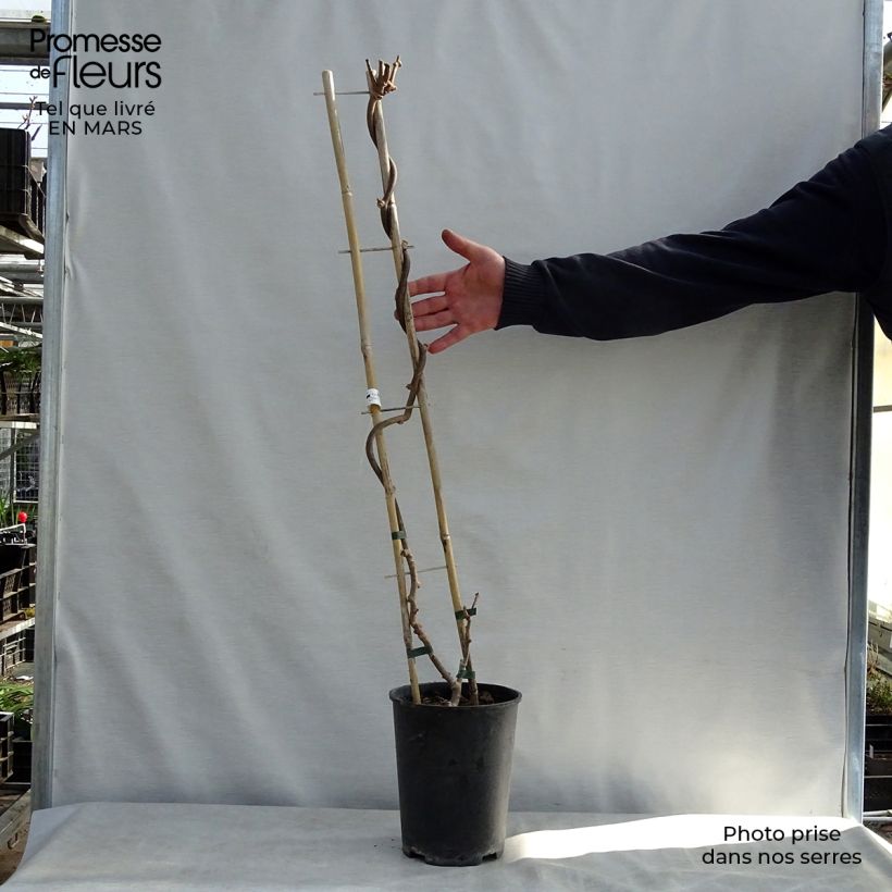 Example of Actinidia chinensis Solissimo - Chinesischer Strahlengriffel Topf mit 4L/5L as you get in printemps