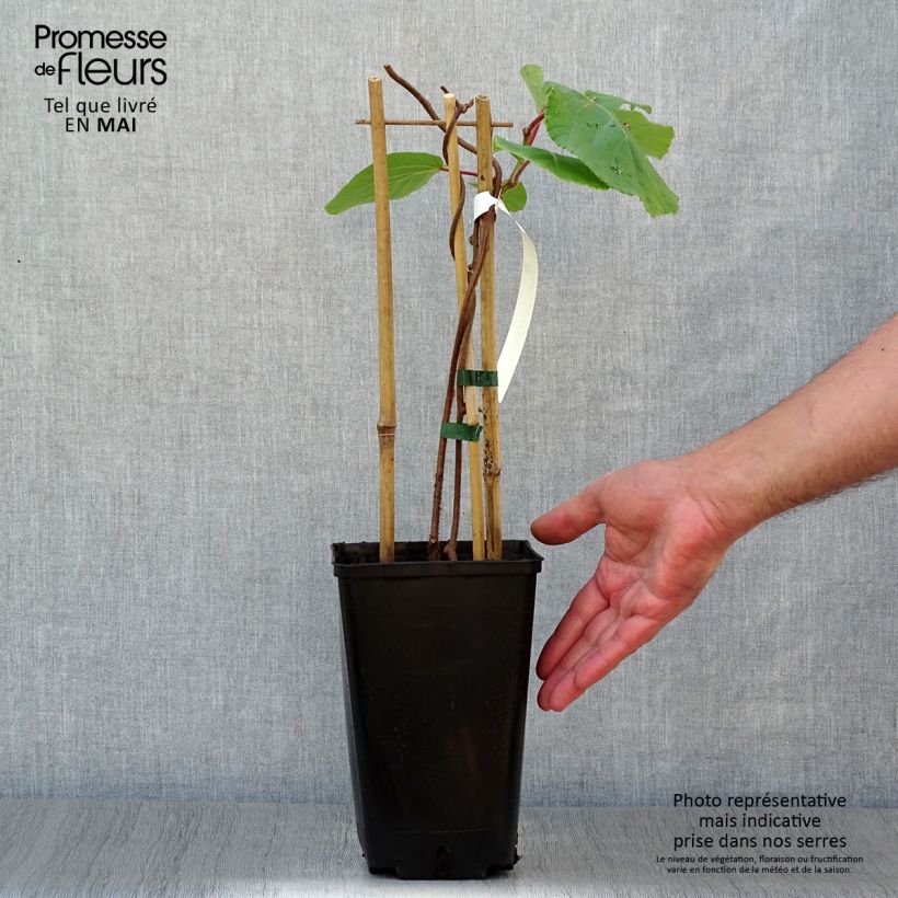 Exemplar von Actinidia deliciosa Tomuri (Männlich) - Chinesischer Strahlengriffel Topf mit 2L/3L wie im Frühjahr geliefert