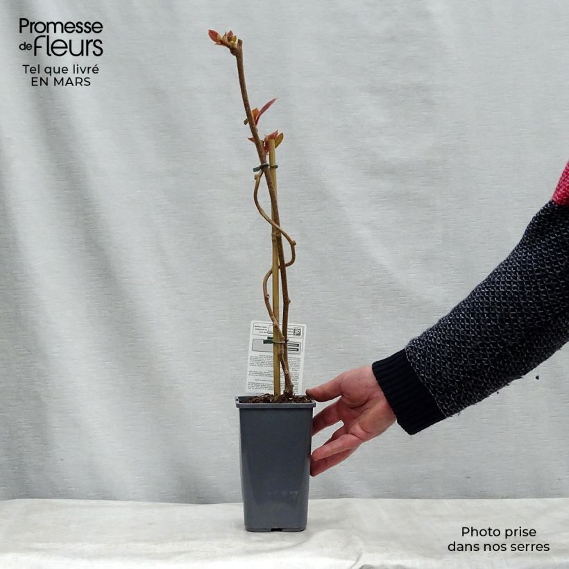 Exemplar von Actinidia deliciosa Tomuri Bio (Männlich) - Chinesischer Strahlengriffel Topf mit 1,5L/2L wie im Frühjahr geliefert