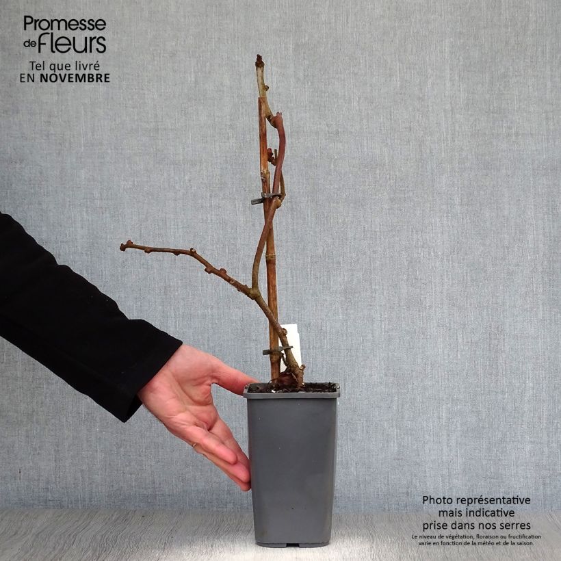 Exemplar von Actinidia deliciosa Tomuri Bio (Männlich) - Chinesischer Strahlengriffel Topf mit 1,5L/2L wie im Herbst geliefert