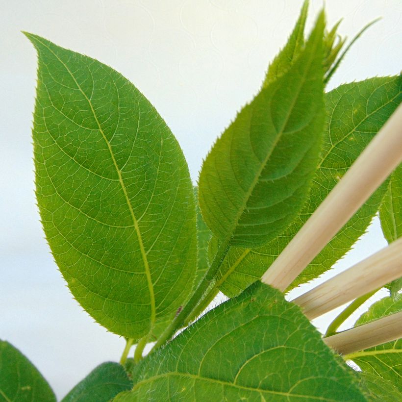 Actinidia arguta Issai - Zwerg Kiwi (Foliage)