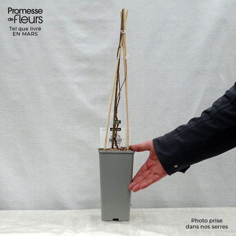 Example of Actinidia arguta Issai - Zwerg Kiwi Topf mit 1,5L/2L as you get in printemps