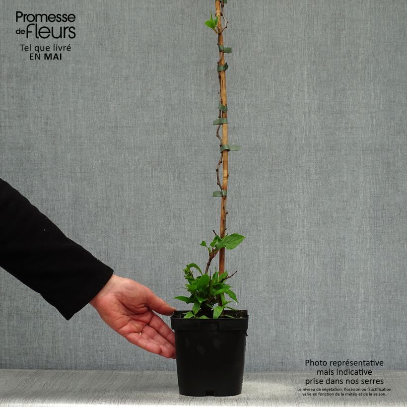 Example of Actinidia arguta Ken's Red - Zwerg Kiwi Topf mit 1,5L/2L as you get in printemps